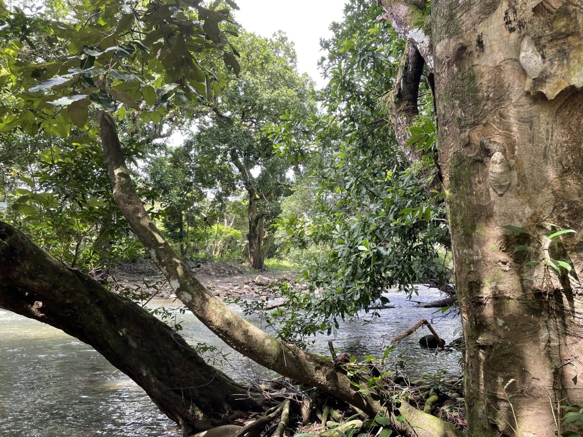 Tiny house on 1.7 hectares on beautiful river Papayal