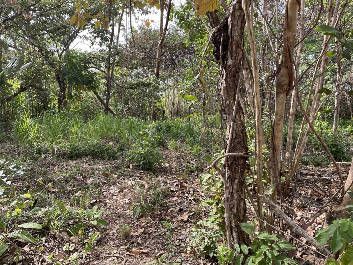 Central but quiet lot in Las Lajas, 10 minutes to beach