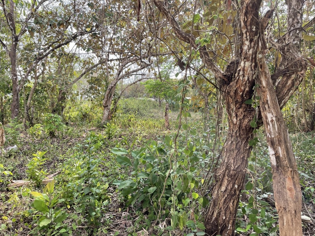 Central but quiet lot in Las Lajas, 10 minutes to beach