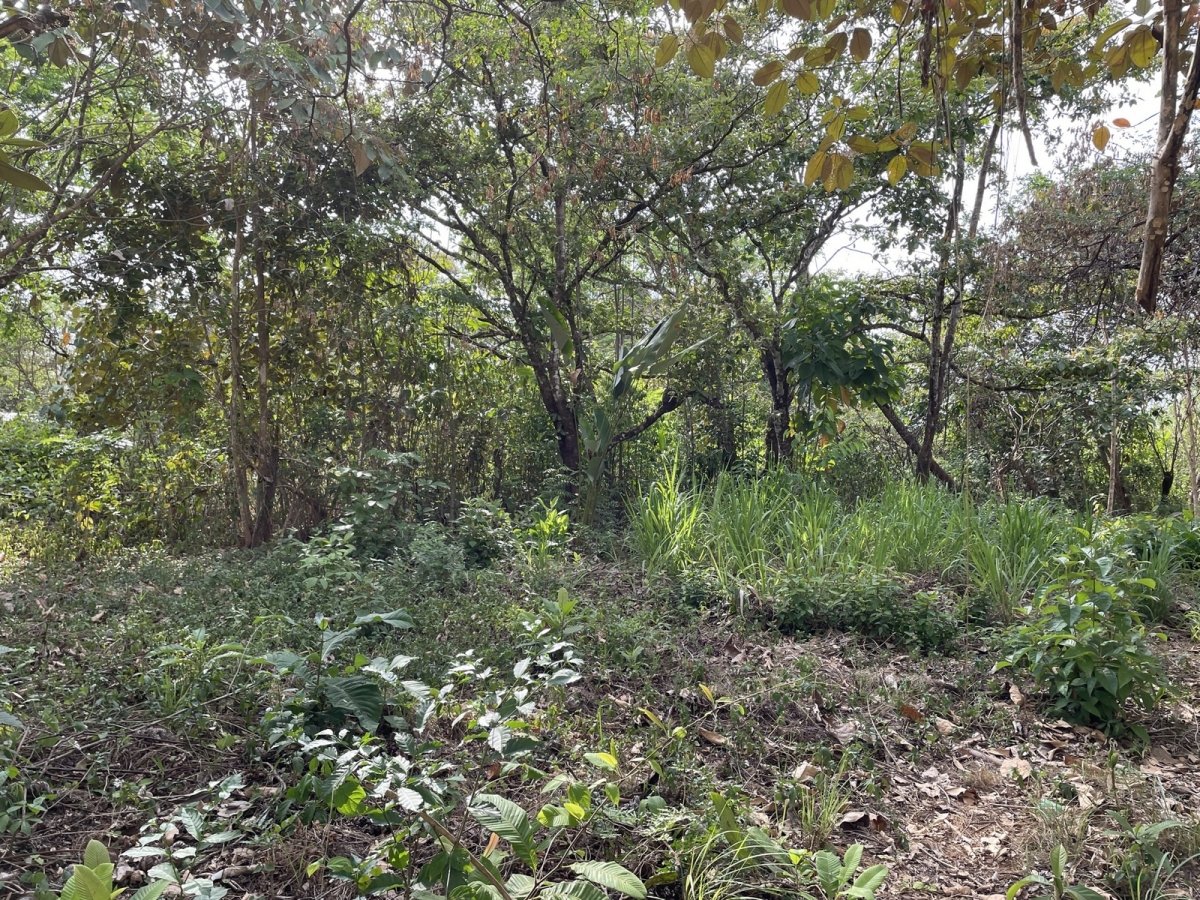 Central but quiet lot in Las Lajas, 10 minutes to beach
