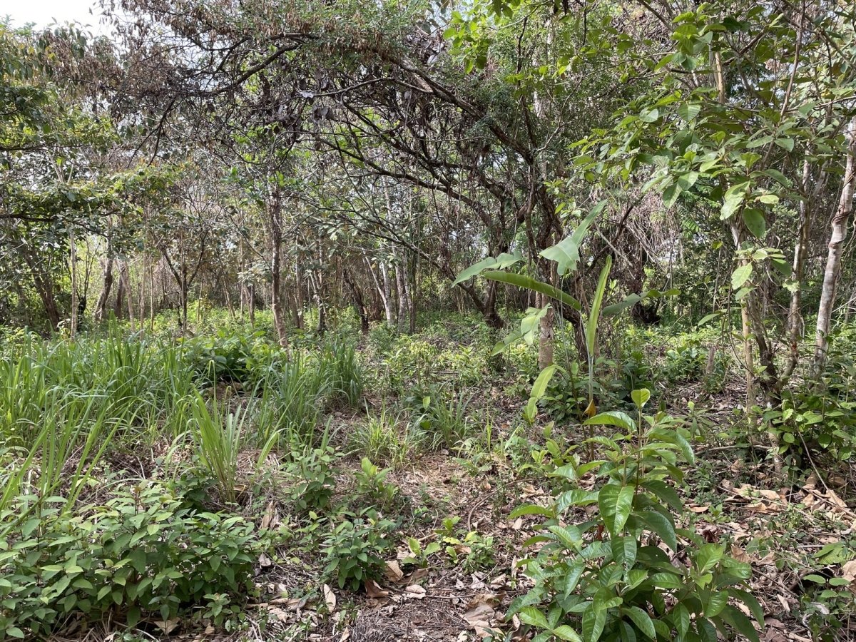 Central but quiet lot in Las Lajas, 10 minutes to beach