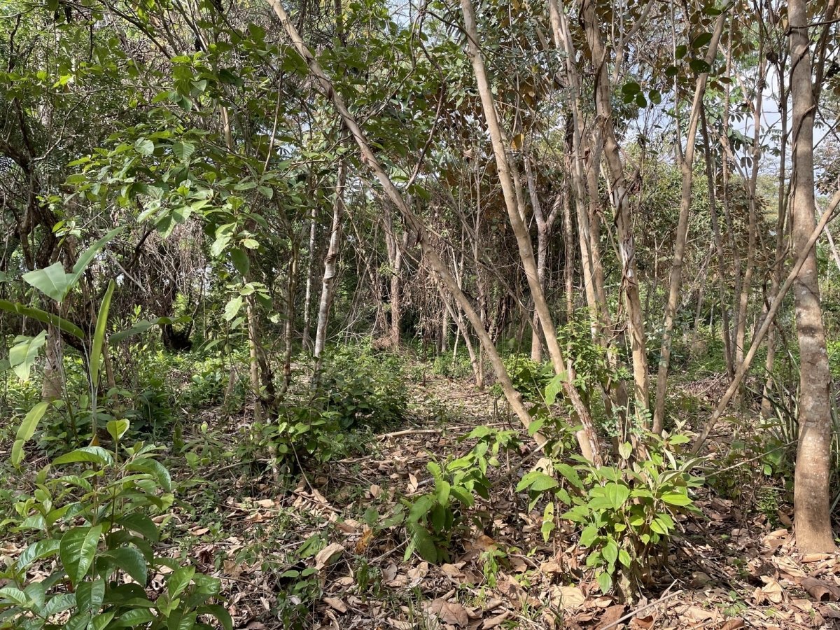 Central but quiet lot in Las Lajas, 10 minutes to beach