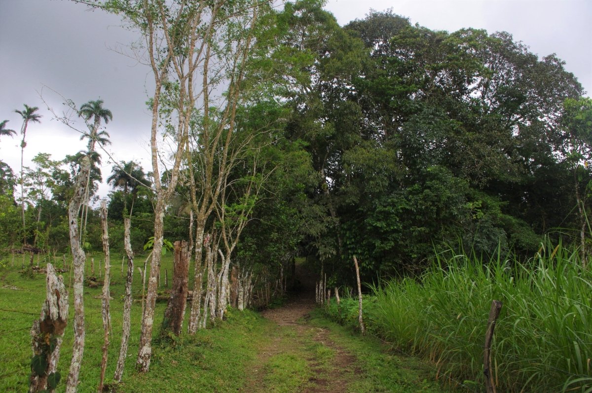 7 hectares of nature, impressive tranquility and nice views near Volcá...
