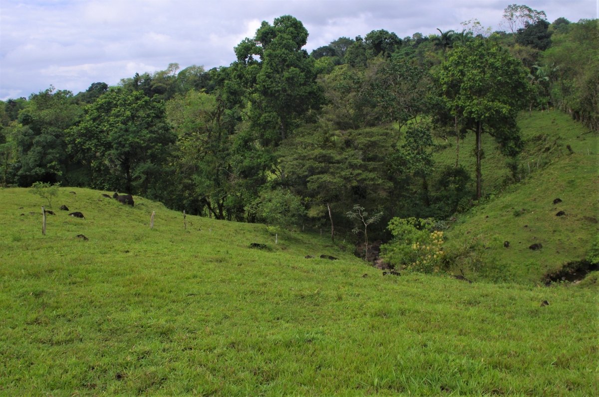 7 hectares of nature, impressive tranquility and nice views near Volcán