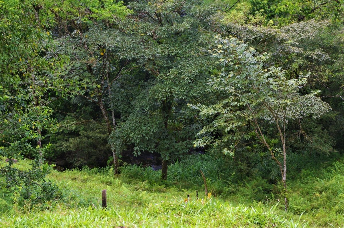 7 hectares of nature, impressive tranquility and nice views near Volcán