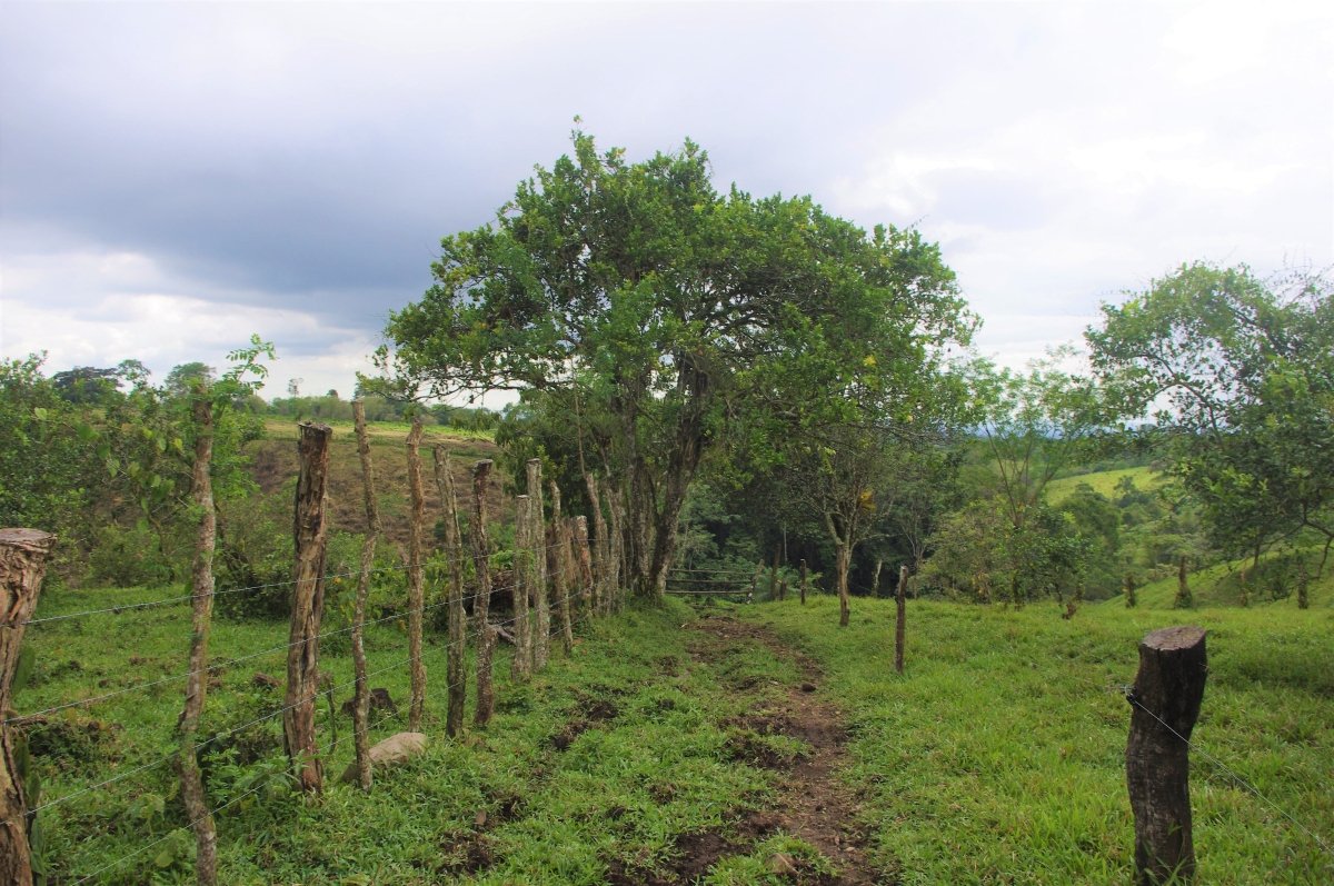 7 hectares of nature, impressive tranquility and nice views near Volcán