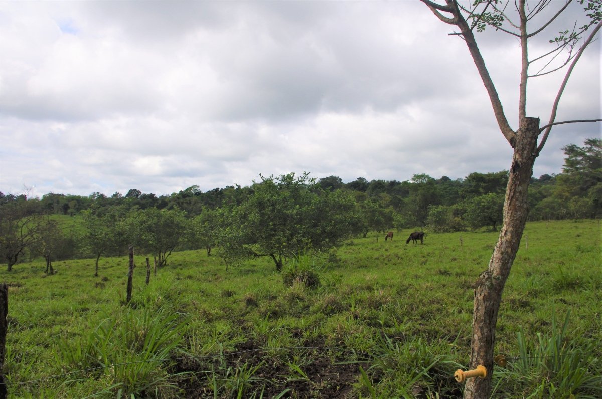 7 hectares of nature, impressive tranquility and nice views near Volcán