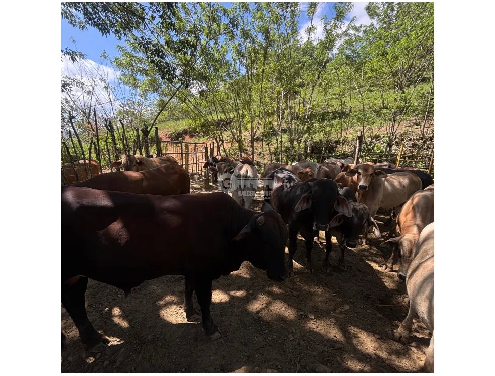 SE VENDE TERRENO DE 86 HECTÁREA EL CACAO CAPIRA IDEAL PARA GANADERIA