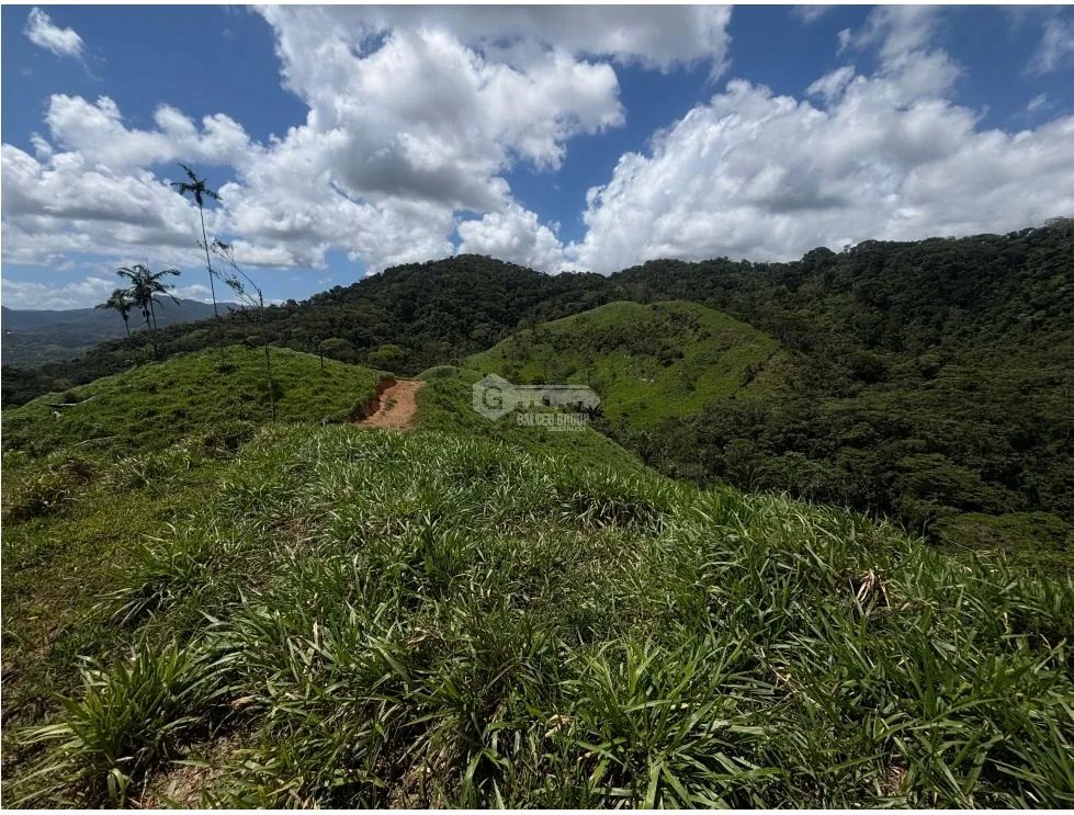 LAND FOR SALE 86 HECTARES EL CACAO CAPIRA IDEAL FOR LIVESTOCK RANCHING