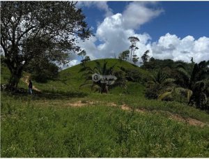 SE VENDE TERRENO DE 86 HECTÁREA EL CACAO CAPIRA IDEAL PARA GANADERIA