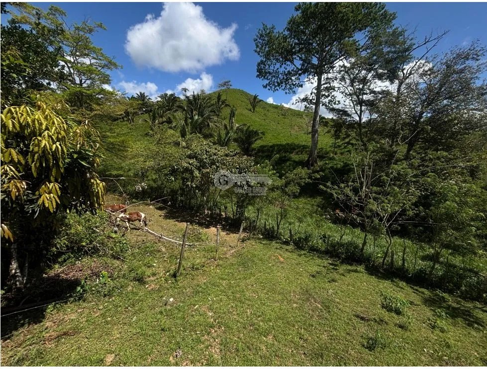 FARM FOR SALE IN CAPIRA EL CACAO IDEAL FOR LIVESTOCK AND AGRICULTURE