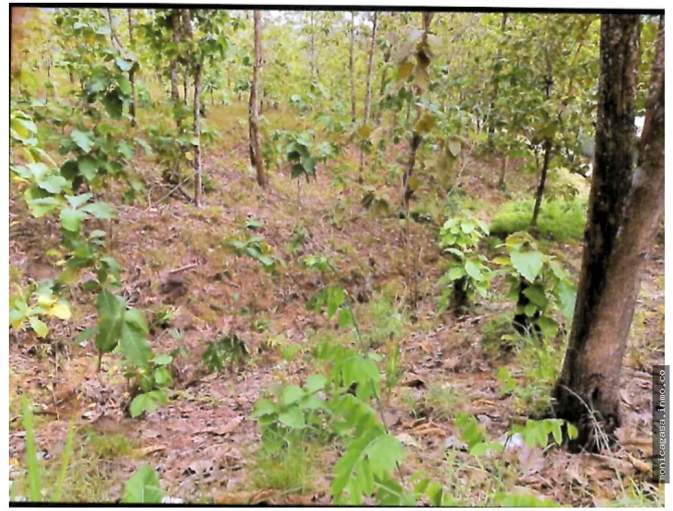Land Sale in Vista Bella