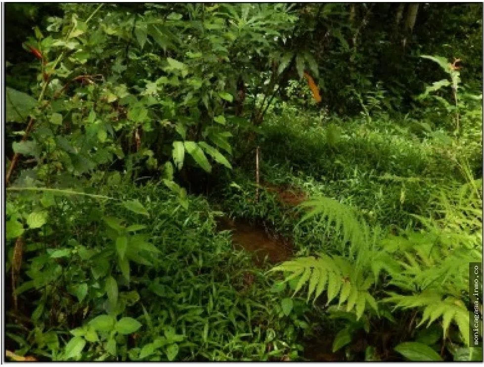 Land Sale in El Manglarito, Sorá
