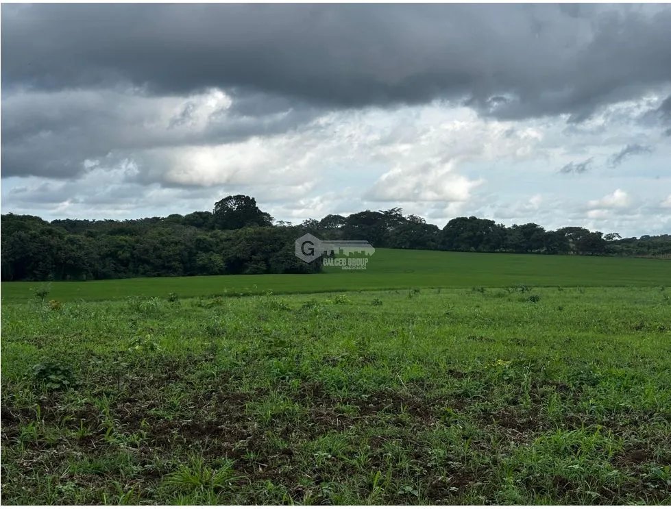 FARM FOR SALE IN LAS TABLAS PARITILLA - 52 HECTARES WITH GREEN AREAS
