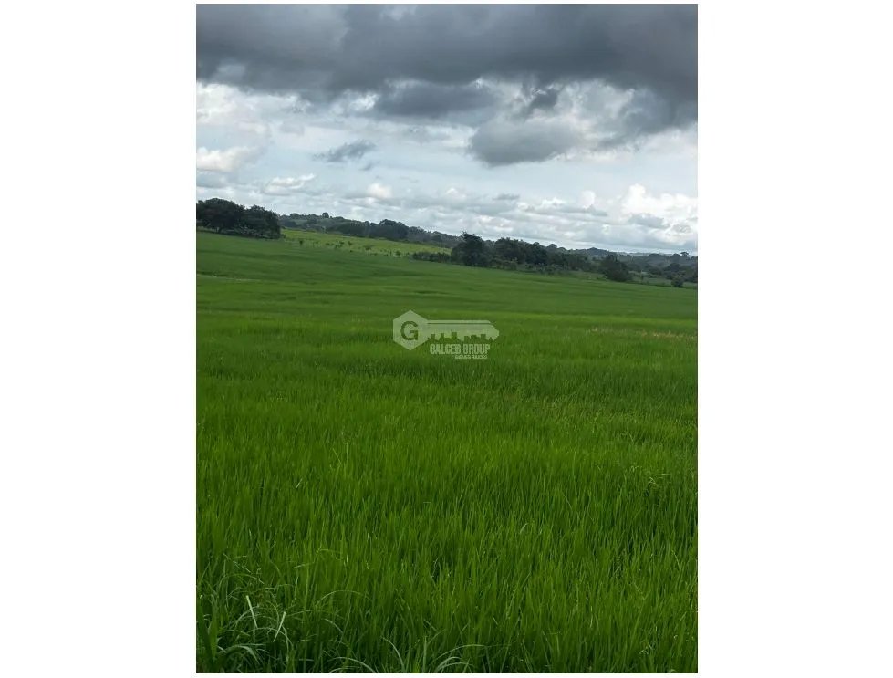 LAS TABLAS / PARITILLA / FARM / 52 HECTARES / GREEN AREAS