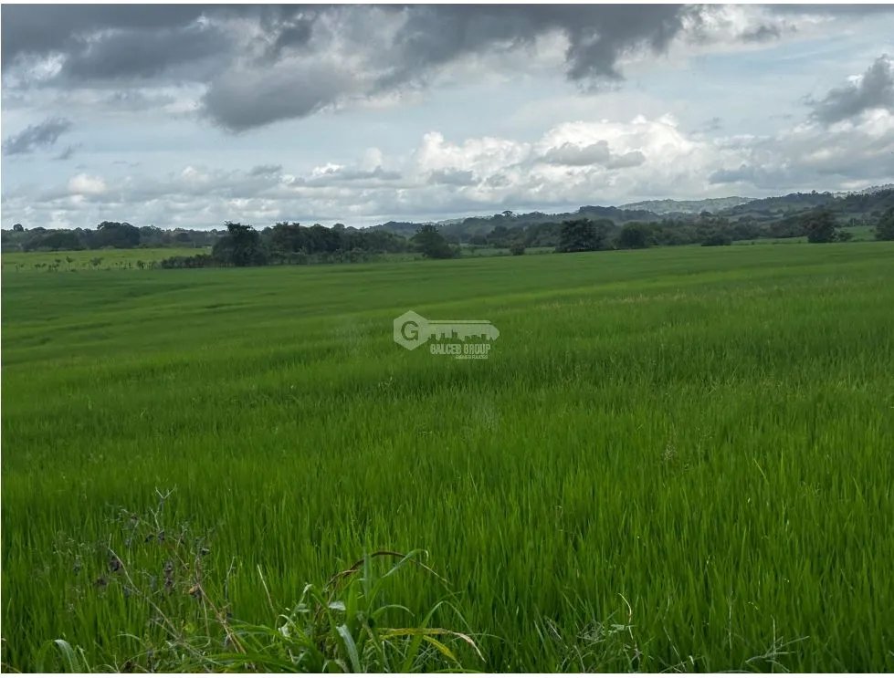 LAS TABLAS / PARITILLA / FARM / 52 HECTARES / GREEN AREAS