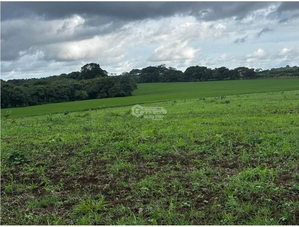 LAS TABLAS / PARITILLA / FARM / 52 HECTARES / GREEN AREAS