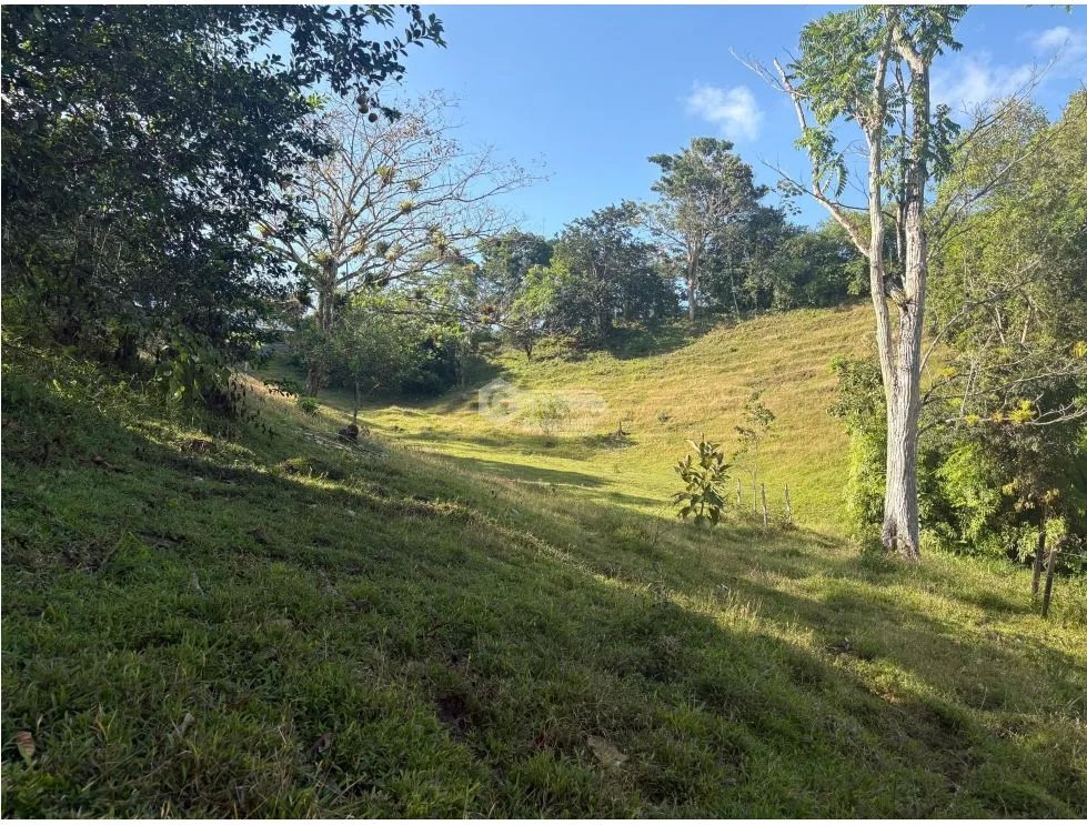 FARM FOR SALE IN CAPIRA CIRI GRANDE 1.5 HECTARES WITH FRUIT TREES