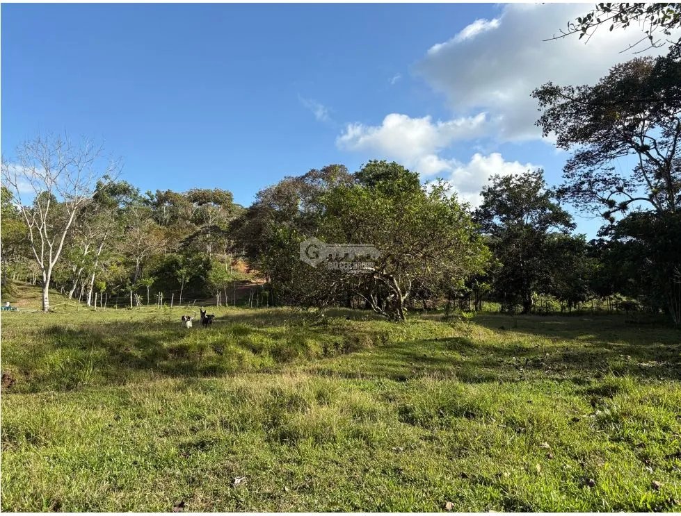 FARM FOR SALE IN CAPIRA CIRI GRANDE 1.5 HECTARES WITH FRUIT TREES