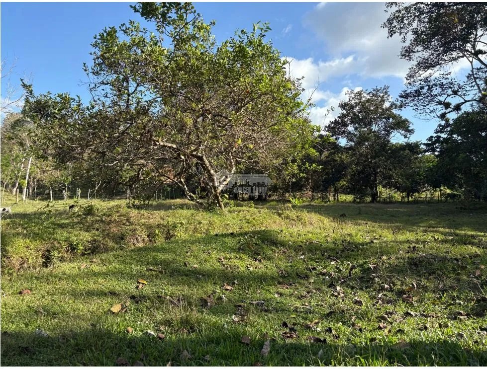 CAPIRA / CIRI GRANDE / FARM WITH HOUSE / 1.5 HECTARES / FRESH WATER