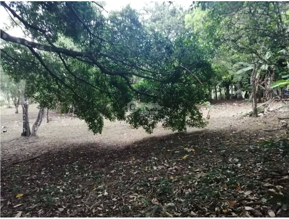 CHAME / SORA / 5268 M2 / HOUSE / SPACIOUS LAND / COOL CLIMATE
