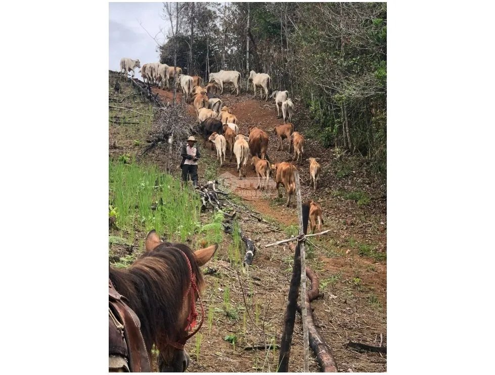 SE VENDE FINCA CON CASA DE 2 PISO EN CAPIRA 38 HECTAREAS
