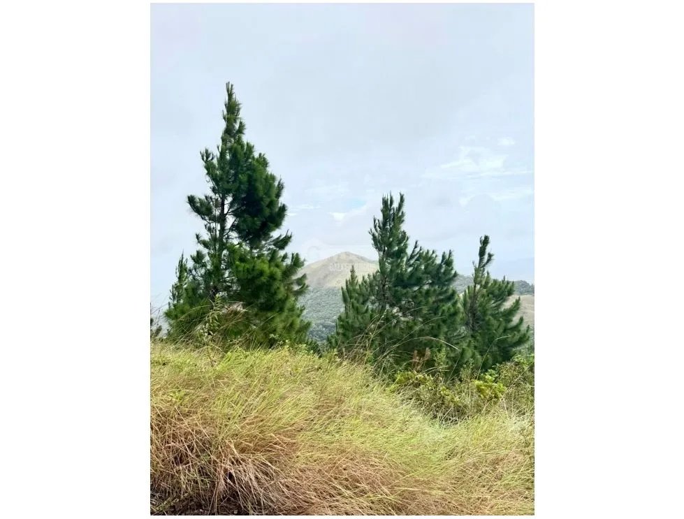 CAPIRA / CHICA / 2.98 HECTARES / GREEN AREAS / COOL CLIMATE