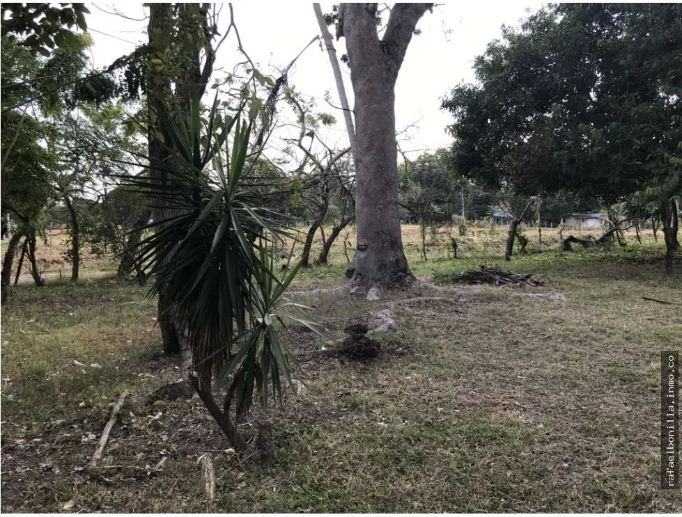 Land for Sale in Gorgona