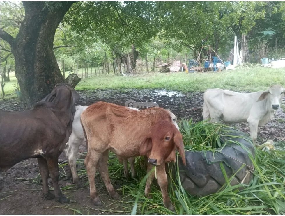 CHAME / EL ESPAVE / 3 HECTARES / SPACIOUS LAND / GREEN AREAS