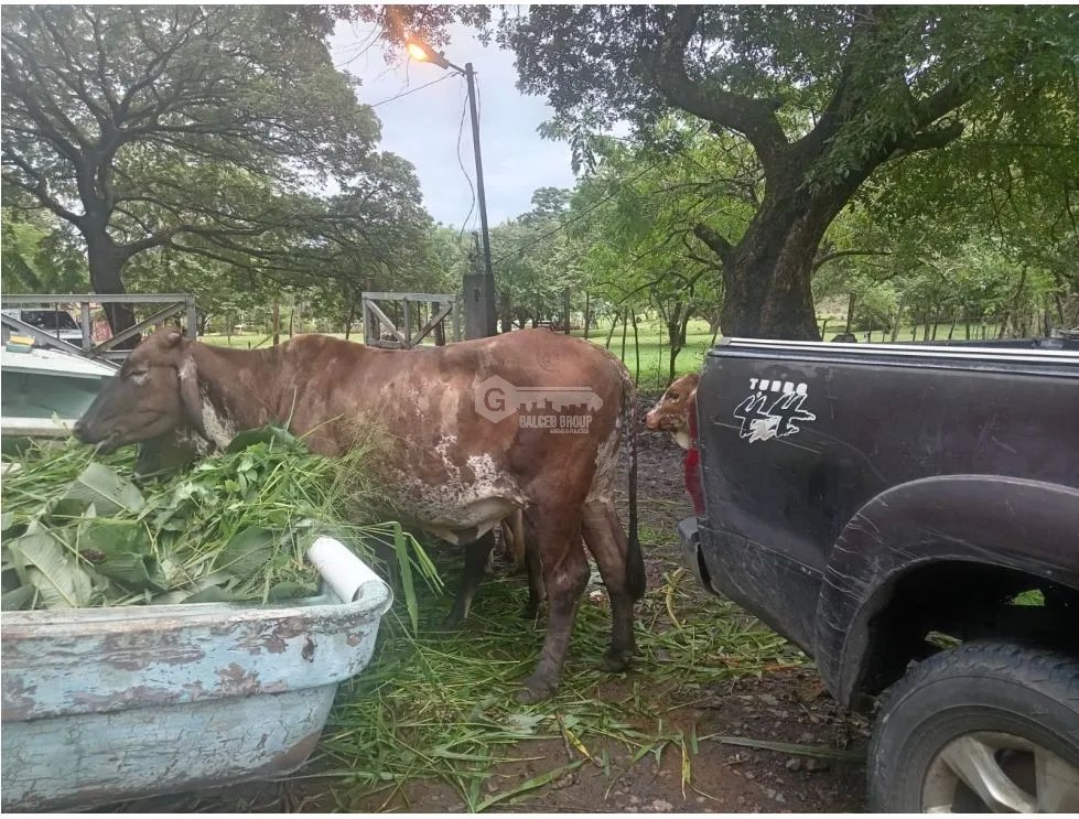 CHAME / EL ESPAVE / 3 HECTARES / SPACIOUS LAND / GREEN AREAS