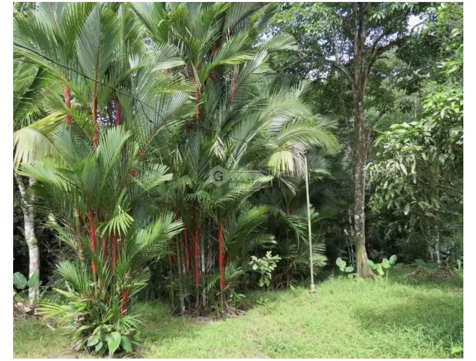 FARM FOR SALE IN COLON SABANITAS 109790M ON MAIN ROAD