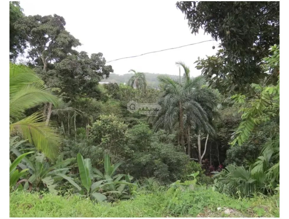 FARM FOR SALE IN COLON SABANITAS 109790M ON MAIN ROAD