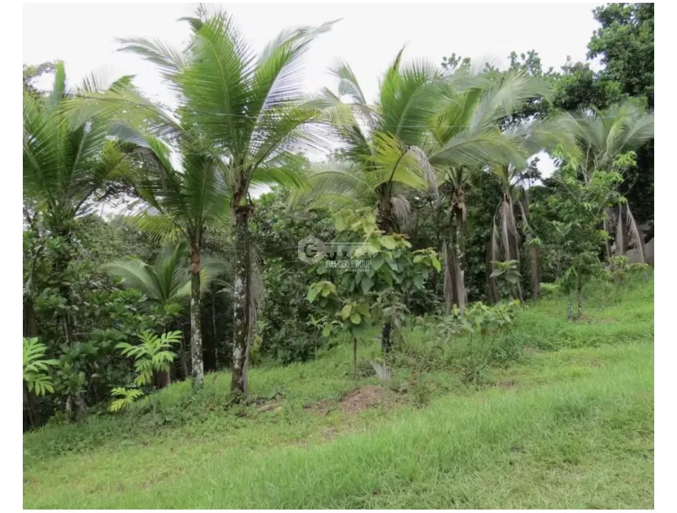 COLON / SABANITAS / 109790M / COUNTRY ESTATE / MAIN ROAD
