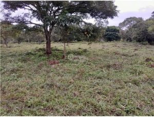 SE VENDE FINCA EN CAPIRA EL CIRUELITO 2.7 HECTAREAS TERRENO AMPLIO