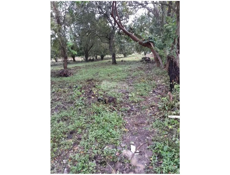 CAPIRA / EL CIRUELITO / 2.7 HECTAREAS / TERRENO AMPLIO / ZONAS VERDES