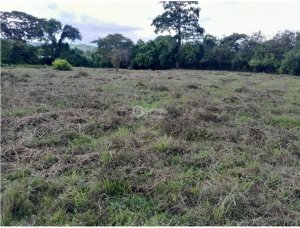 CAPIRA / EL CIRUELITO / 2.7 HECTARES / SPACIOUS LAND / GREEN…