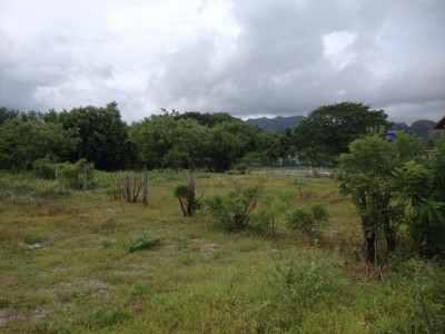 15527 - Nueva gorgona - lots