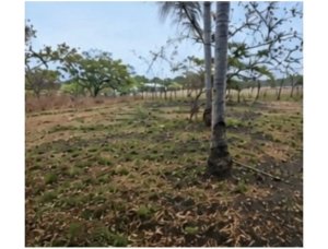 Land for Sale | Coloncito Chame