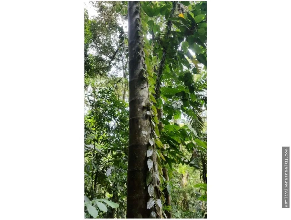 Venta de Finca en Changuinola, Bocas Del Toro