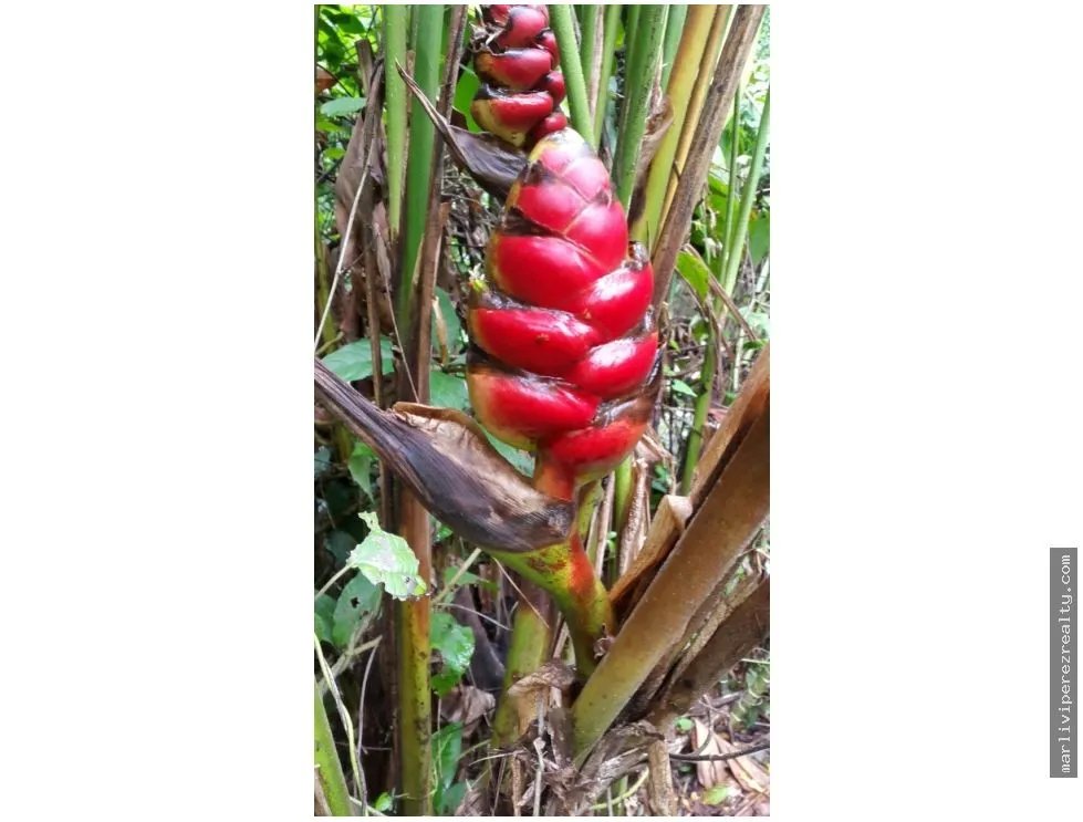 Venta de Finca en Changuinola, Bocas Del Toro