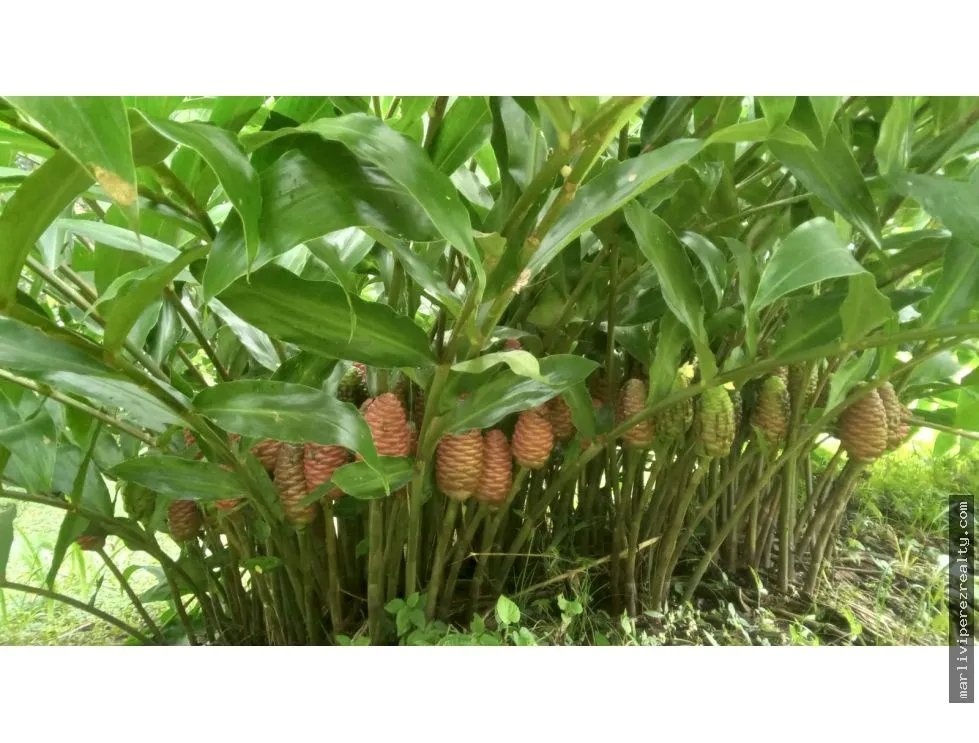 Venta de Terreno en Chiriquí