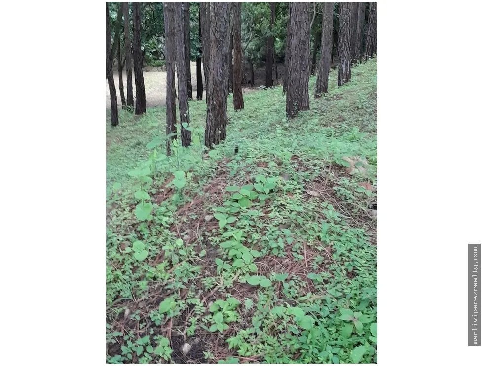 Land for Sale, Altos del María