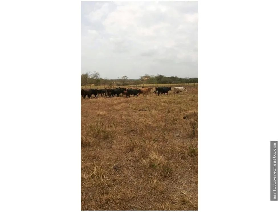 Sale of Farm Property in Tanara, Chepo