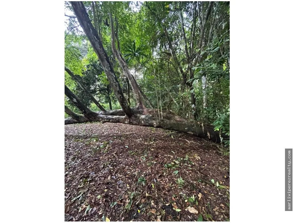 Farm for Sale in El Cacao, Capira, Panama Oeste