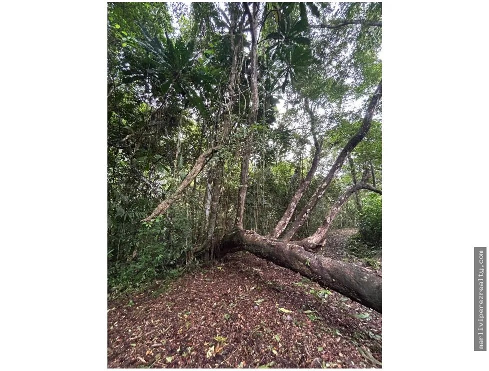 Farm for Sale in El Cacao, Capira, Panama Oeste