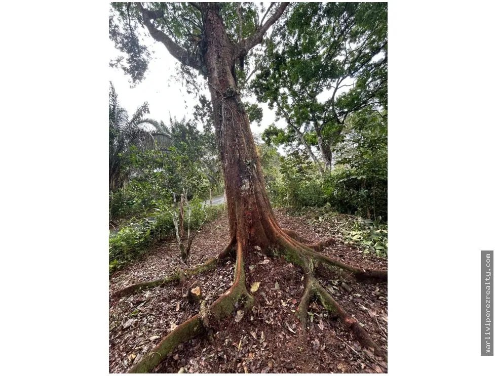 Farm for Sale in El Cacao, Capira, Panama Oeste