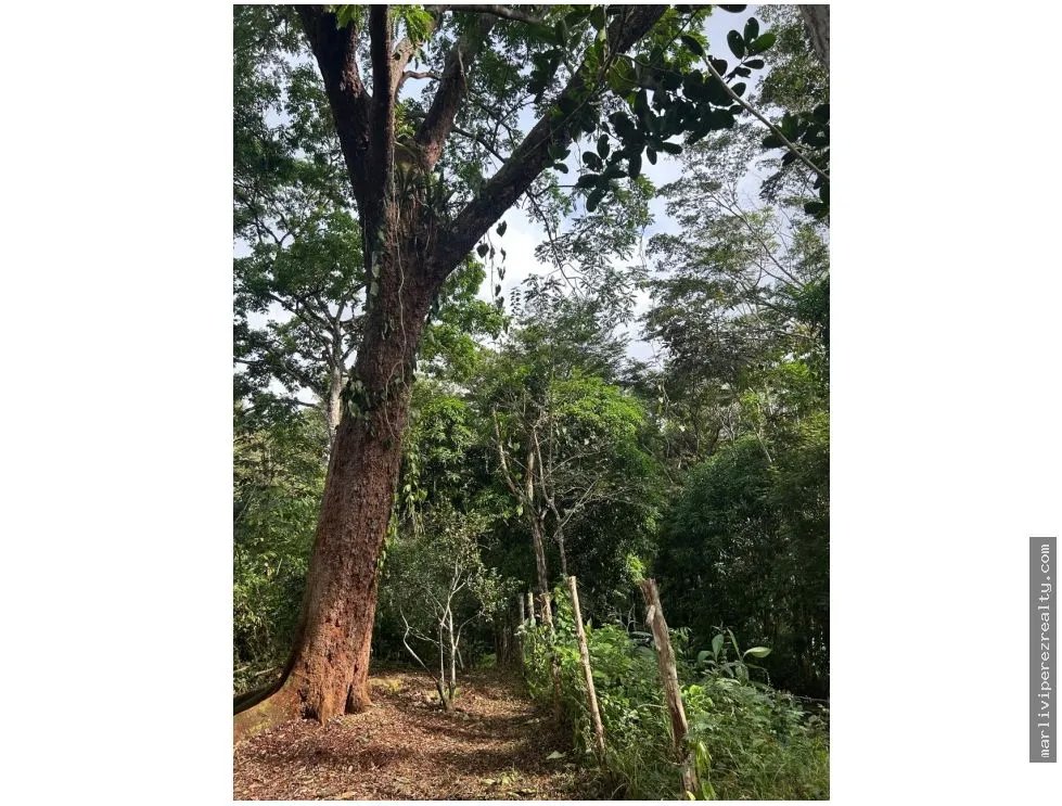 Farm for Sale in El Cacao, Capira, Panama Oeste