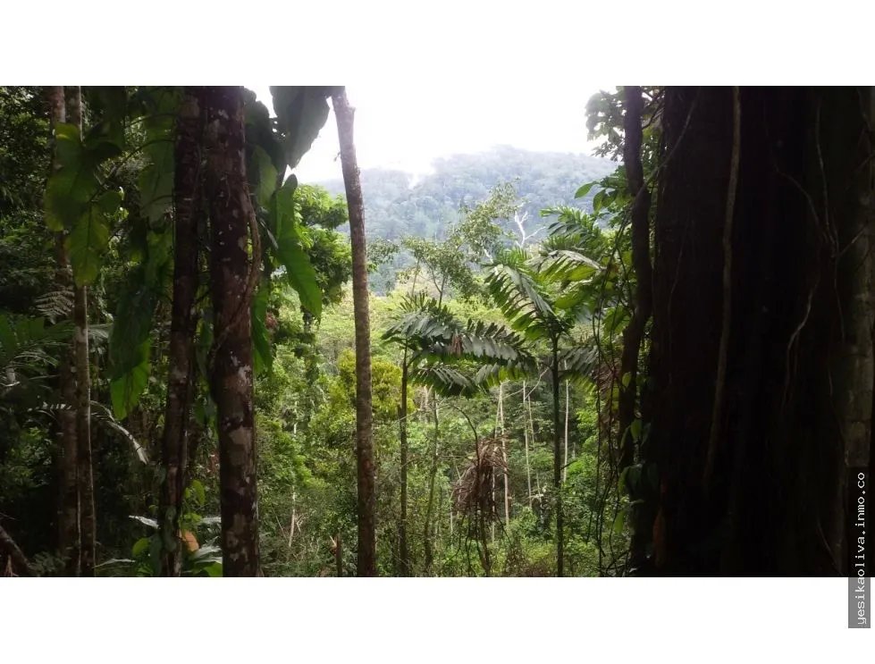 Sale of Farm in Changuinola, Bocas Del Toro