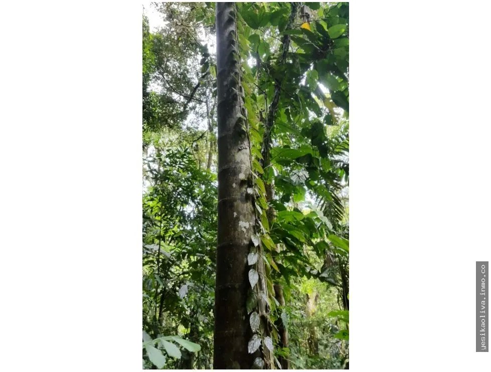 Sale of Farm in Changuinola, Bocas Del Toro