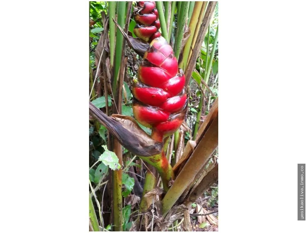 Sale of Farm in Changuinola, Bocas Del Toro
